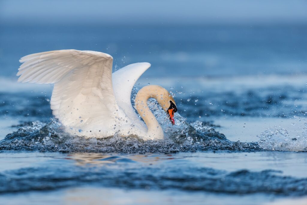 Mute swan flapping wings