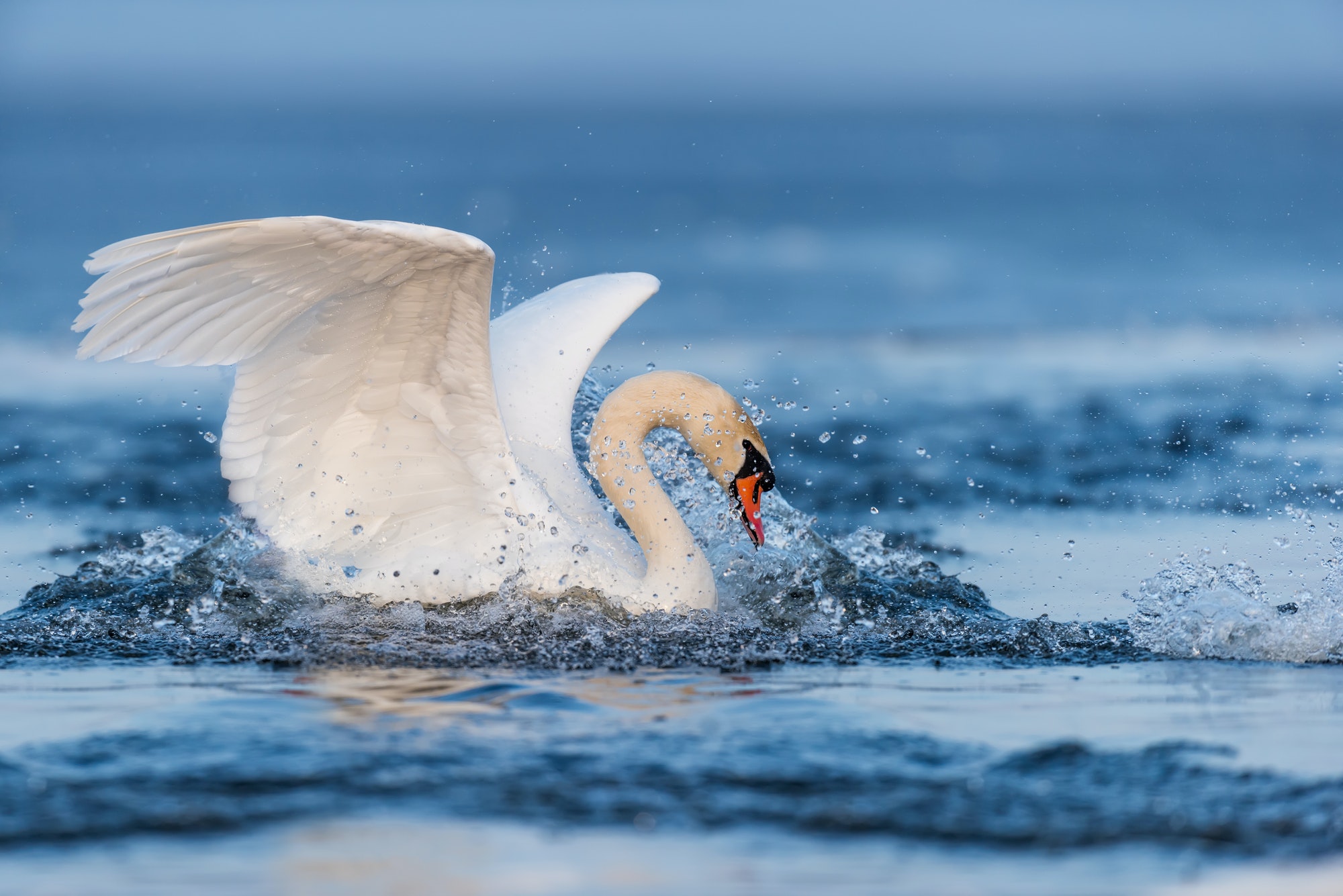 Mute swan flapping wings – swanson marketing Mute swan flapping wings